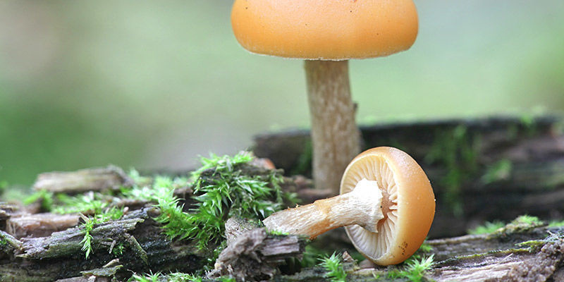 Escutelaria De Otoño