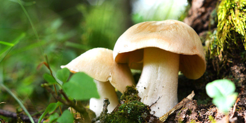 Entoloma Lívido