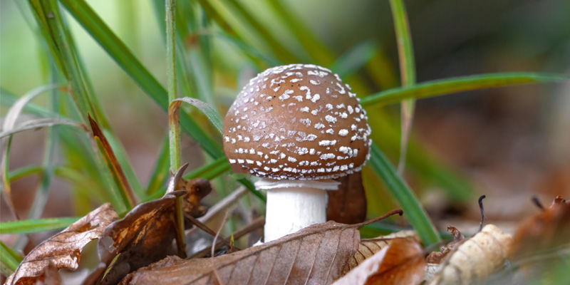 Amanita Pantera