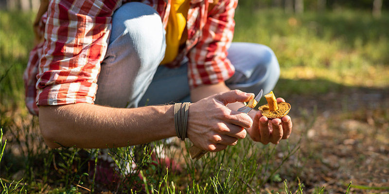 Recolectar Setas En La Naturaleza: Cuidado