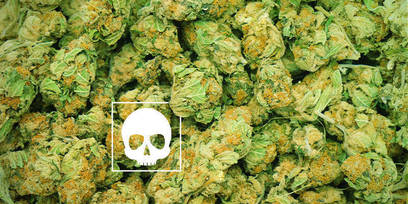 ¿Cuánto Cannabis Puede Causar La Muerte?