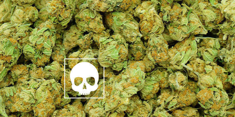 ¿Cuánta Marihuana Es Demasiada?
