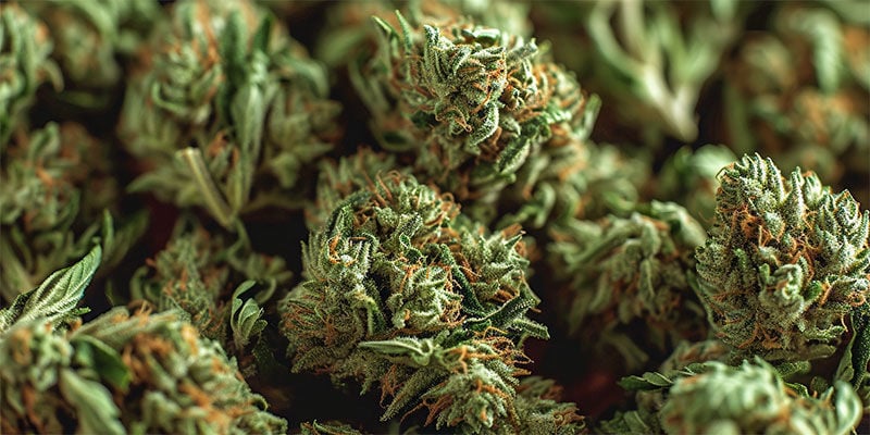 ¿Existen Las Sobredosis De Cannabis?