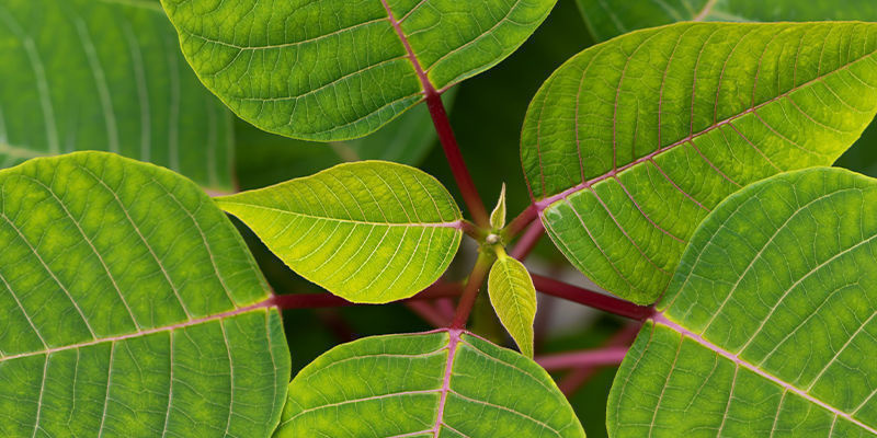 Kratom Bentuangie