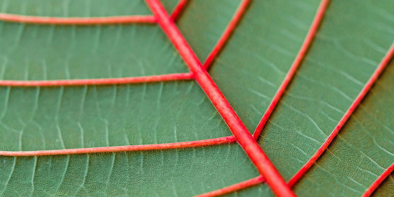 ¿Cuántos colores tiene el kratom?