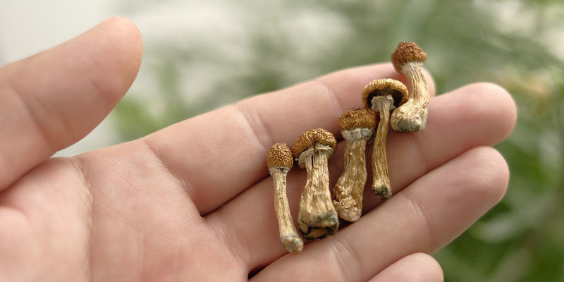 Biohacking con setas: Un regalo de la naturaleza