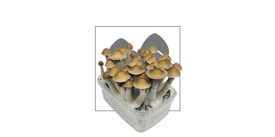 Kits de cultivo de setas alucinógenas Supa Gro