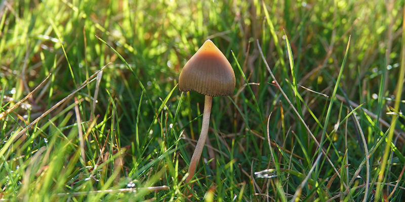 Monguis (Psilocybe semilanceata)