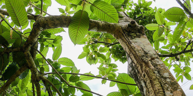 Las diferentes especies de kratom