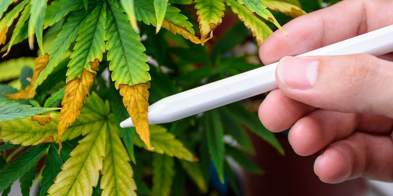 Inteligencia artificial en el control de plagas del cannabis