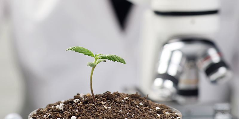 IA en el desarrollo de las variedades de marihuana