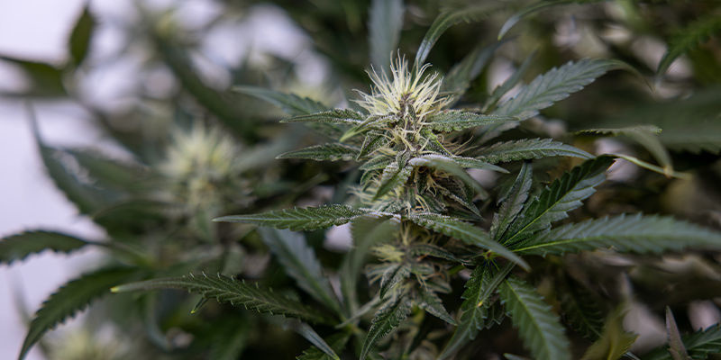 Inteligencia artificial en la fabricación de derivados del cannabis (como concentrados y comestibles)