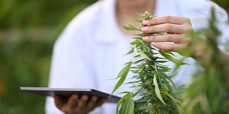 Cómo mejorar el comercio minorista de cannabis con IA