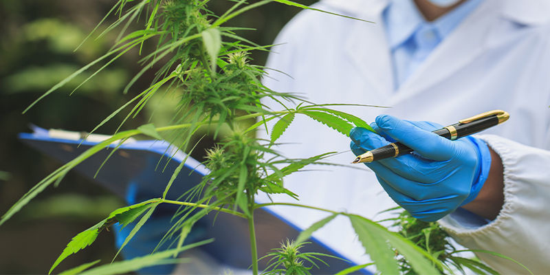Implicaciones futuras de la IA para el sector cannábico