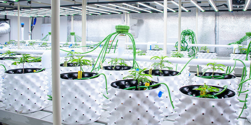El papel de la IA en el cultivo y la agricultura del cannabis