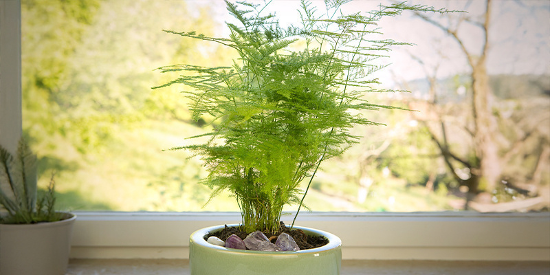 Helecho plumoso (Asparagus plumosus Nanus)