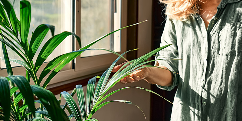 Lleva la naturaleza al interior de tu hogar y supera la melancolía invernal