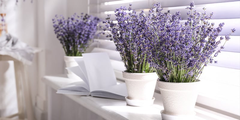 Lavanda (Lavandula angustifolia)