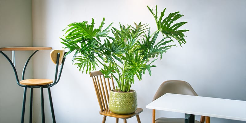 Filodendro (Philodendron selloum)