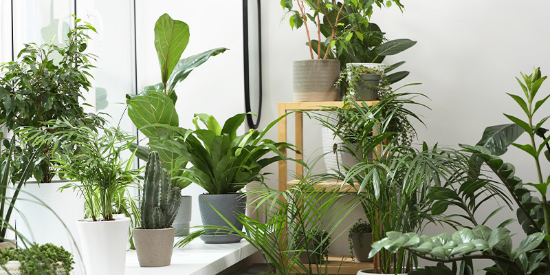 ¿Por qué las plantas de interior son fundamentales durante los meses más fríos?