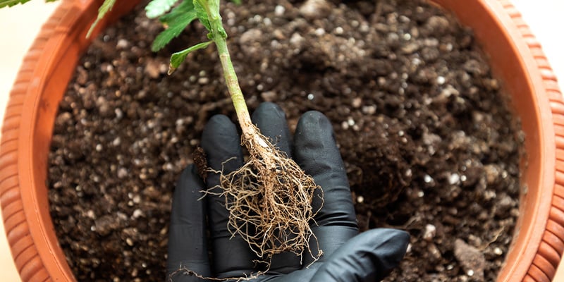 Fertilizantes básicos frente a aditivos