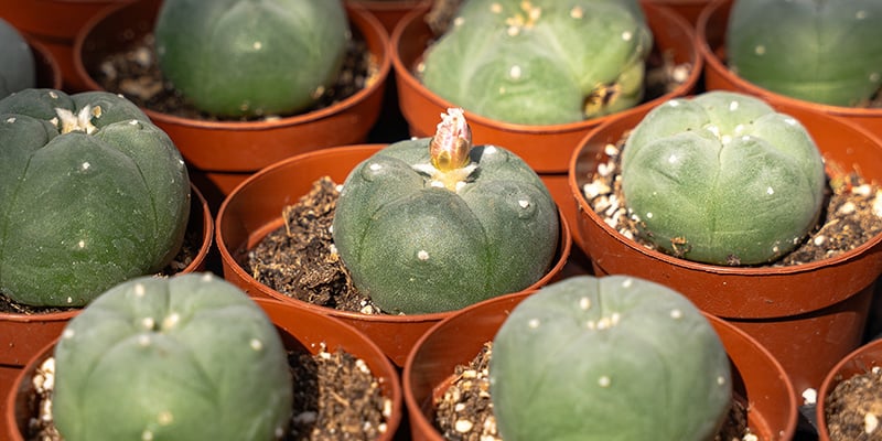 ¿Qué es el peyote? Una planta sagrada con relevancia en la actualidad