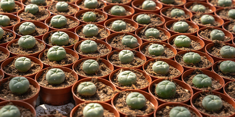 ¿Qué es el peyote?