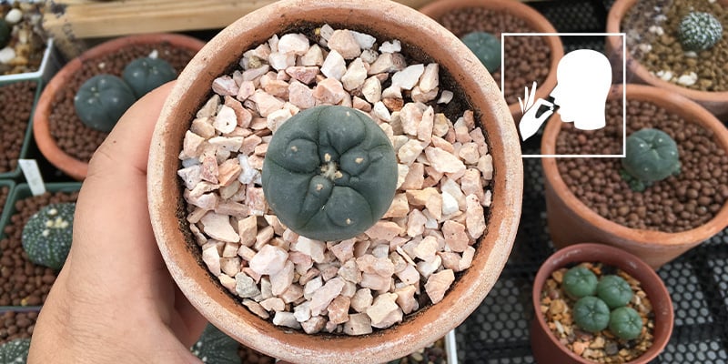 Masticar botones de peyote crudos o secos
