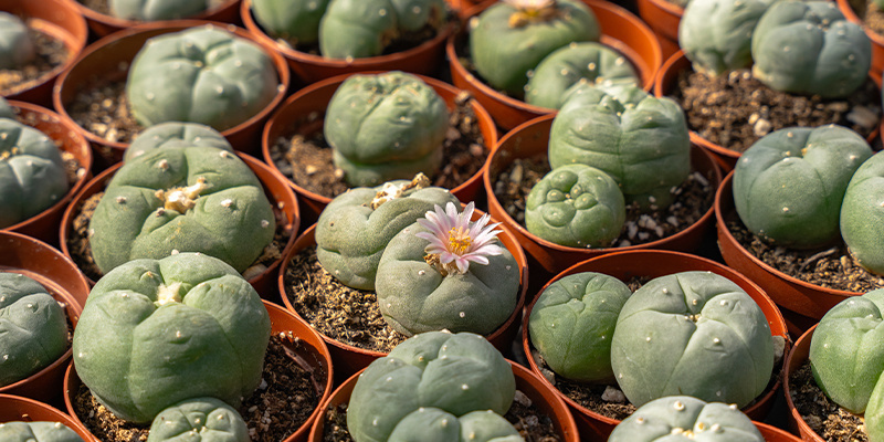 Del ritual a la realidad: El peyote en el mundo moderno