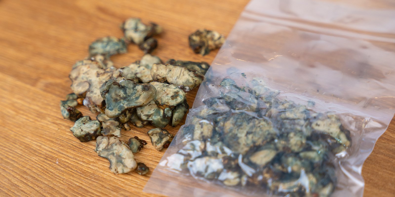 ¿Cómo saber si las trufas alucinógenas se han estropeado?