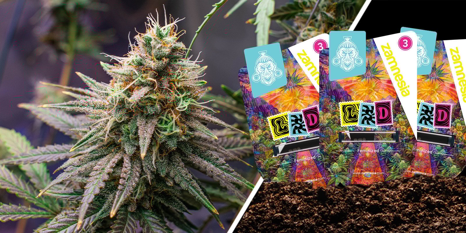 LSD: Genética Skunk de la vieja escuela con un toque psicodélico