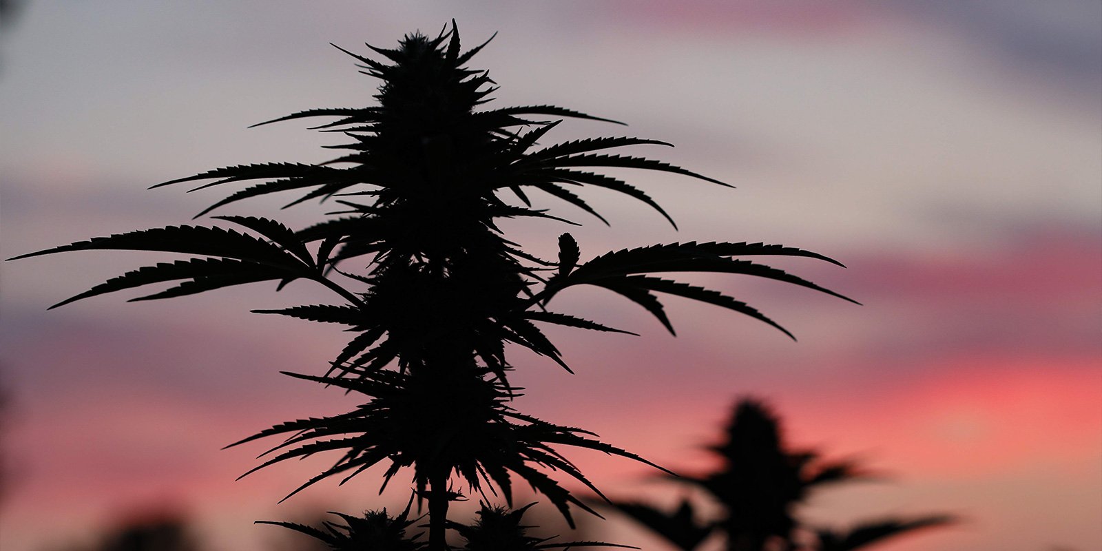 Prep&aacute;rate para un cultivo de exterior exitoso en Polonia