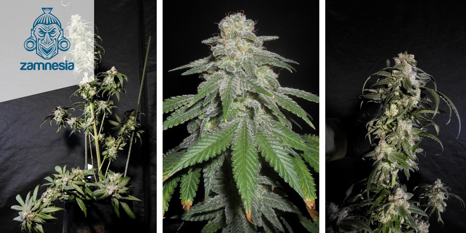 White Widow (Zamnesia Seeds) feminizada