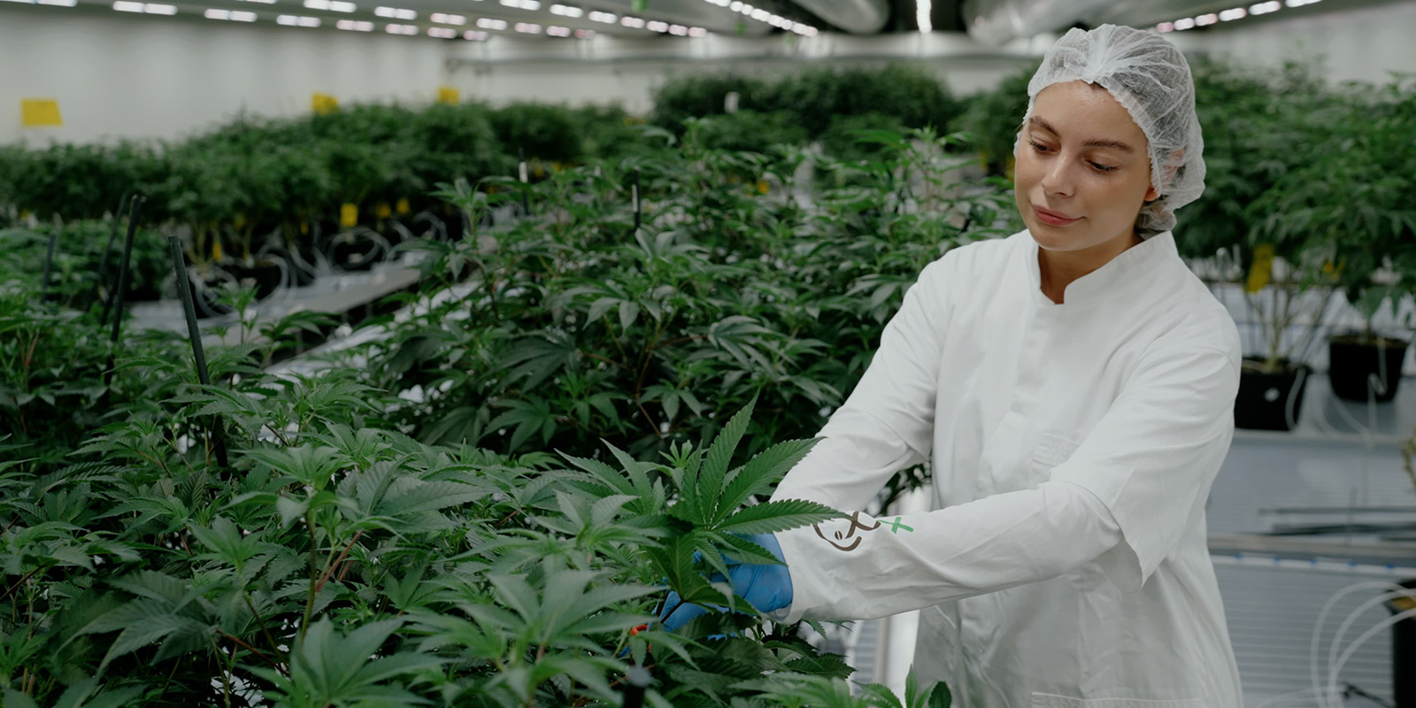 Perfeccionando iconos neerlandeses: la evoluci&oacute;n de White Choco y Super Silver Haze