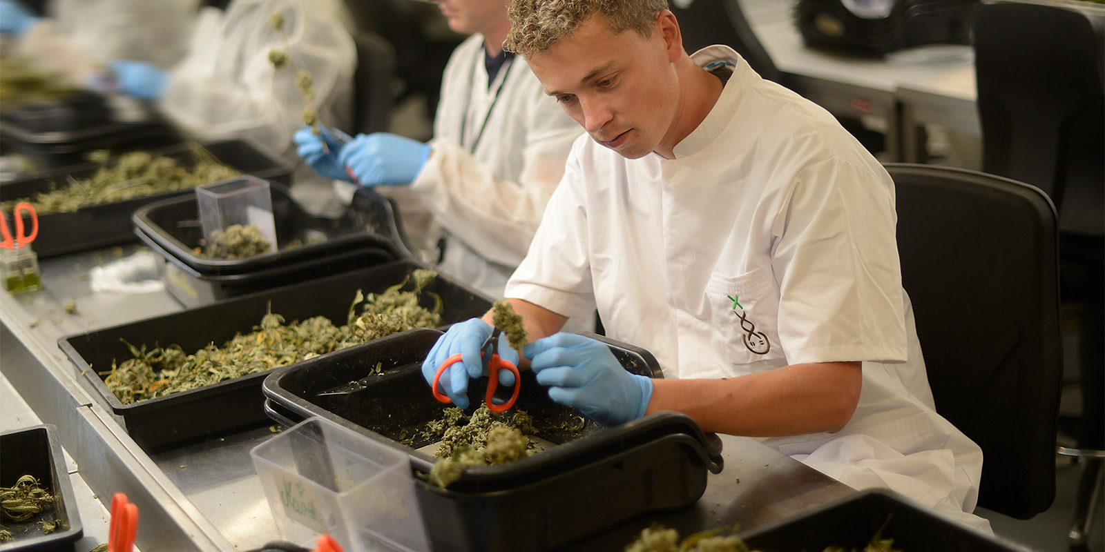 La sinergia: Hollandse Hoogtes x Amsterdam Genetics