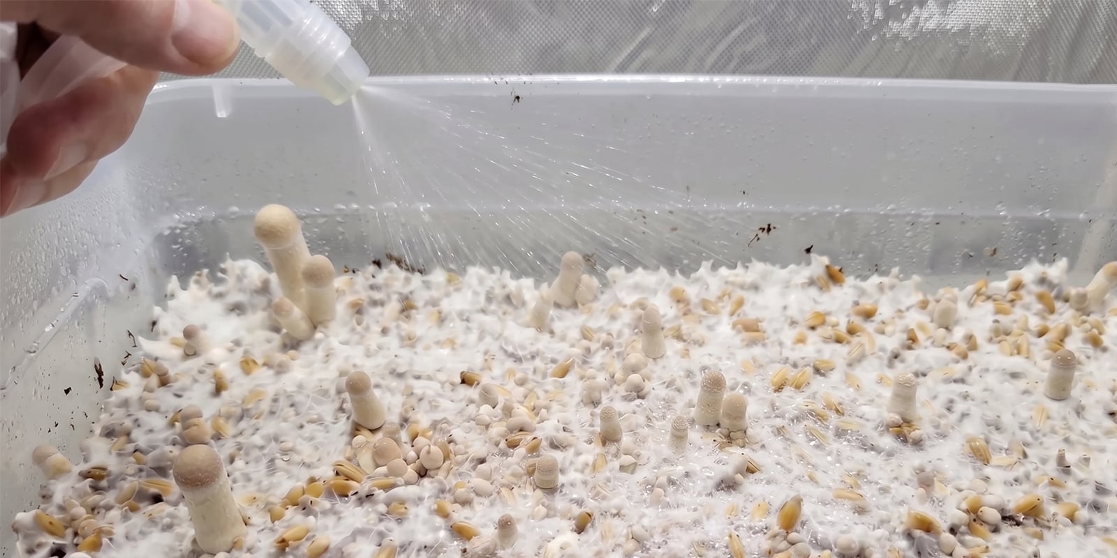 Cómo aumentar la cosecha en un cultivo shoebox Cómo aumentar la cosecha en un cultivo shoebox