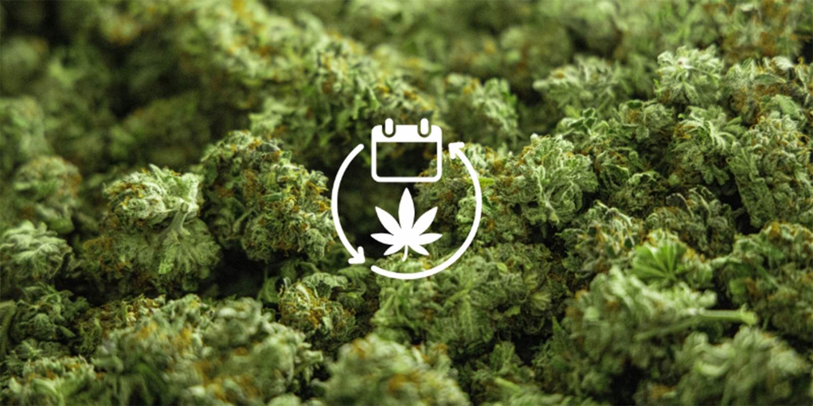 Razón nº4: Suministro durante todo el año Razón nº4: Suministro durante todo el año