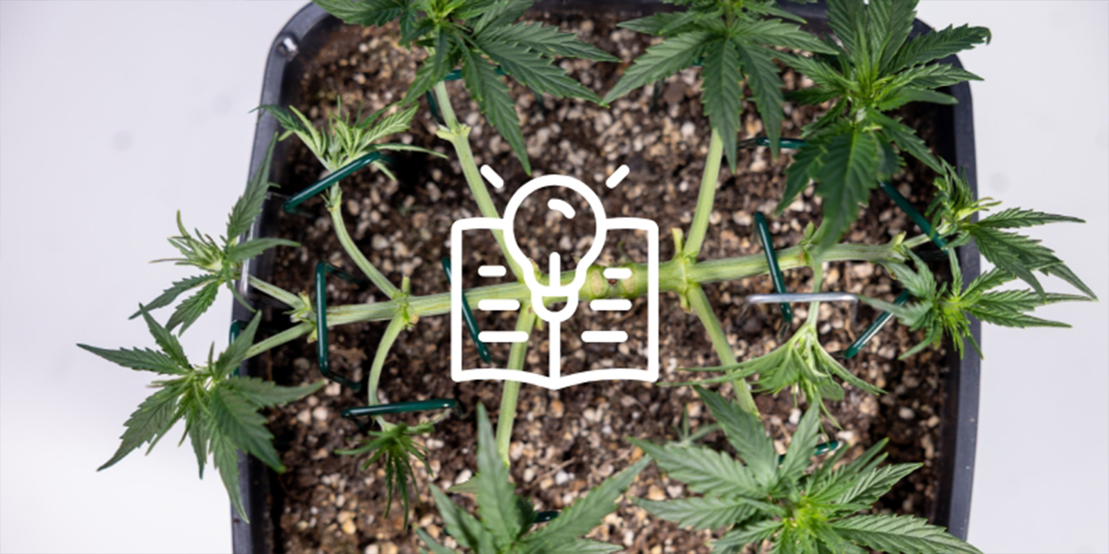 Razón nº6: Aprendes una habilidad gratificante Razón nº6: Aprendes una habilidad gratificante