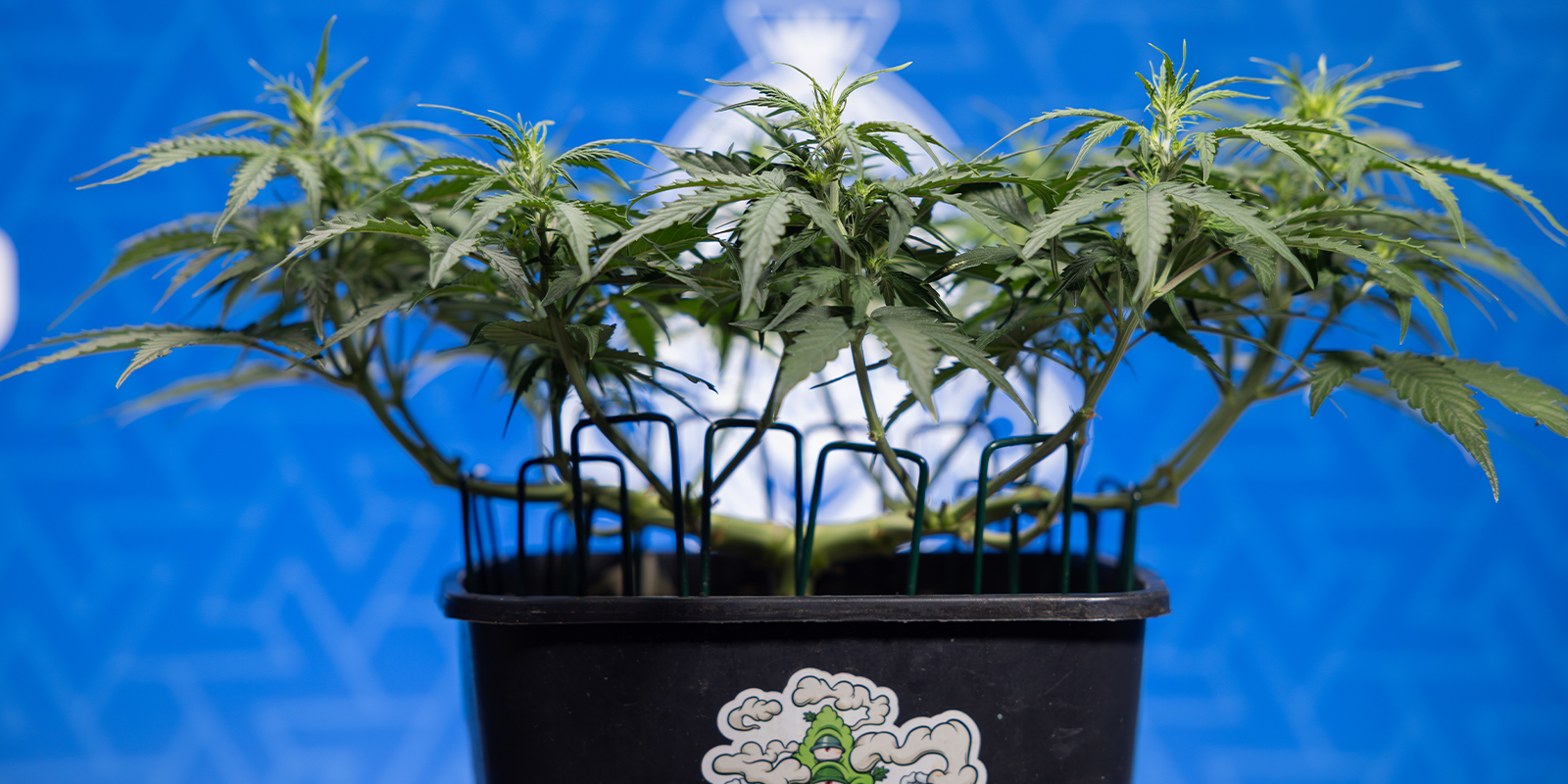 Razón nº9: Expresión creativa Razón nº9: Expresión creativa