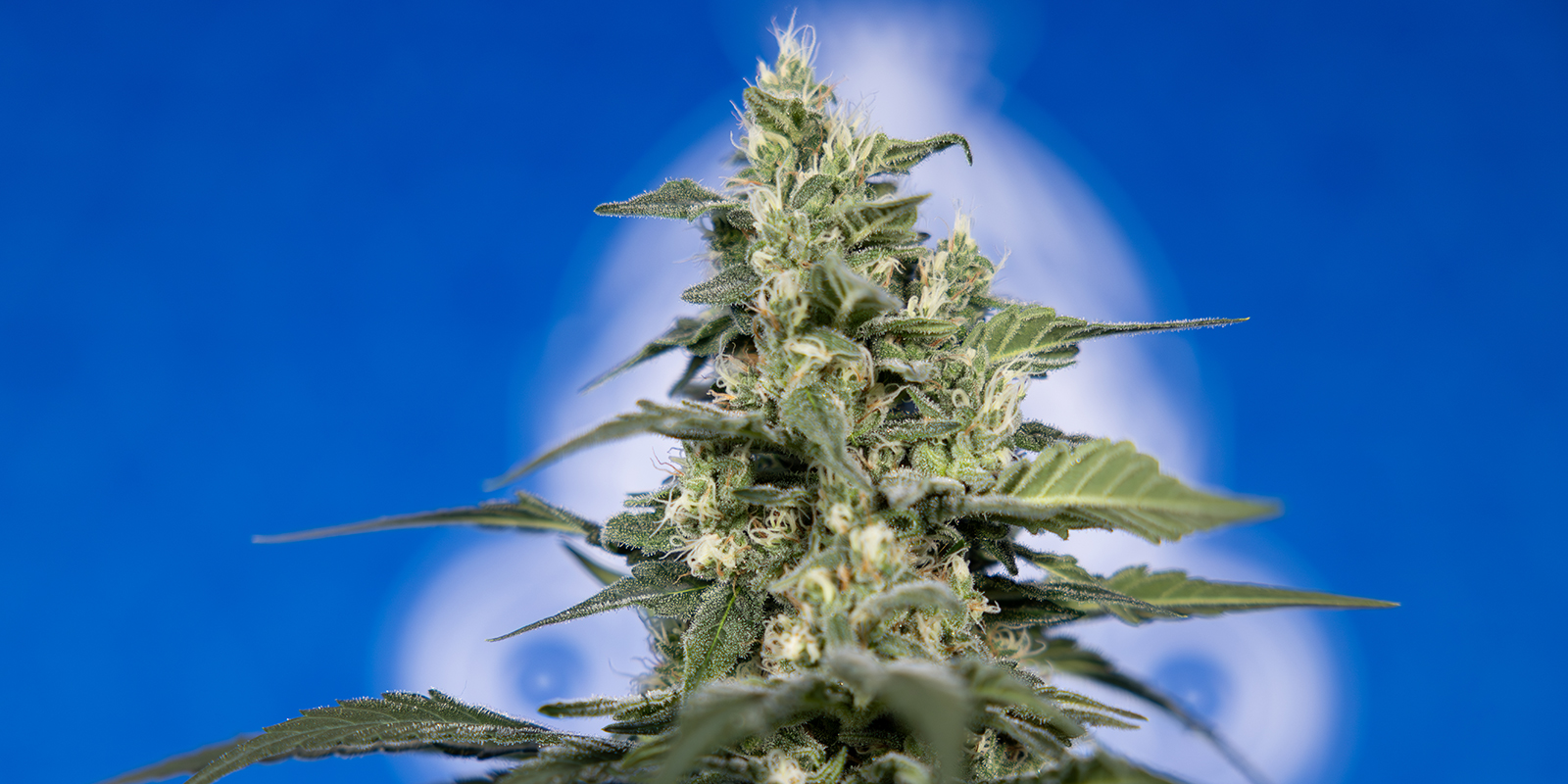 ¿Deberías cultivar tu propia hierba? ¿Deberías cultivar tu propia hierba?