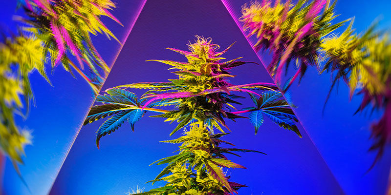 ¿Resaltan Los Comestibles La Verdadera Naturaleza Psicodélica De La Marihuana?