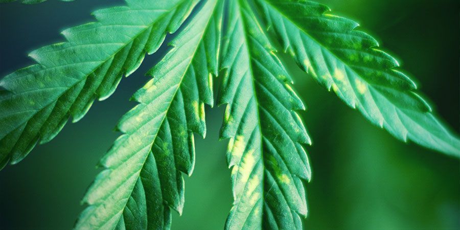 Busca Síntomas De Estrés Lumínico De Forma Frecuente - Plantas De Marihuana