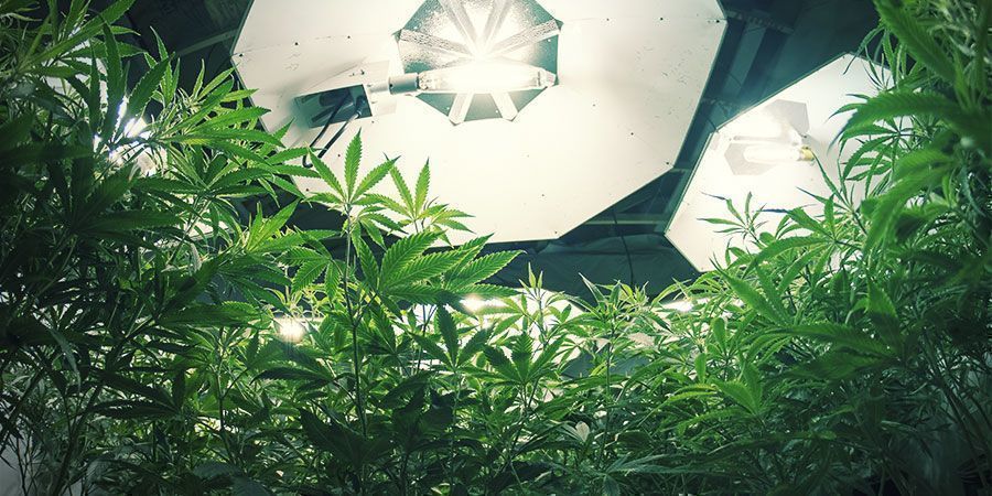 Luces HID - Plantas De Marihuana