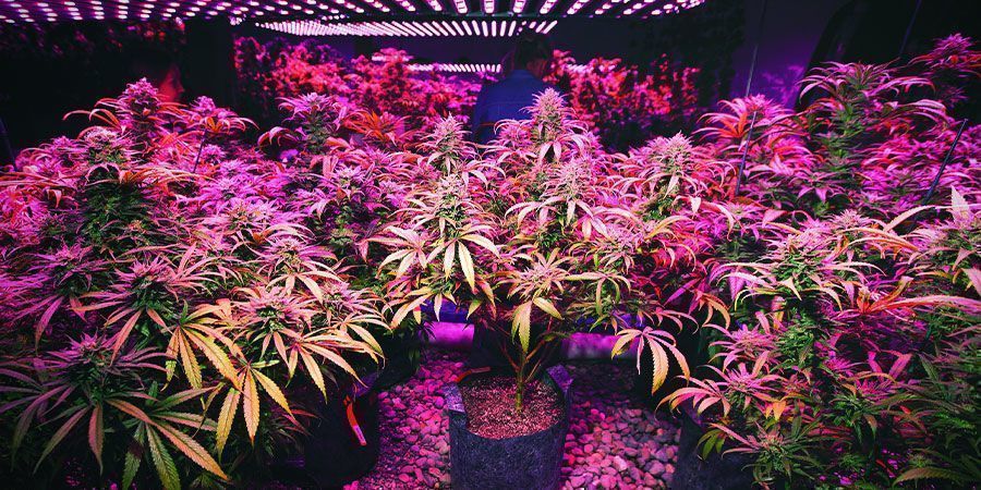 Luces LED - Plantas De Marihuana