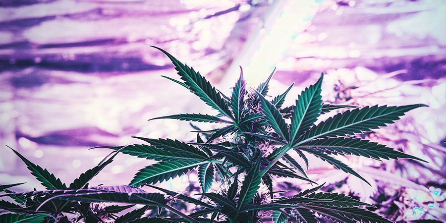 ¿Debes Regular La Altura De Tus Luces De Cultivo De Forma Frecuente? Plantas De Marihuana