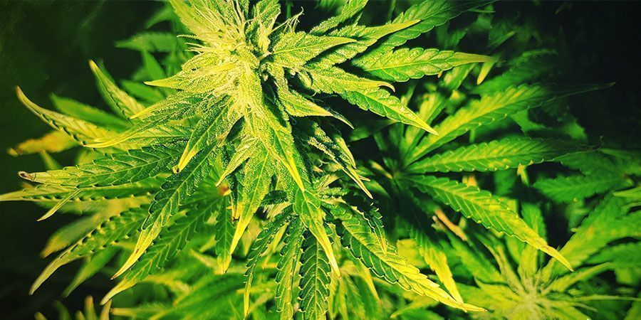 ¿Cuáles Son Los Síntomas Del Estrés Lumínico? - Plantas De Marihuana