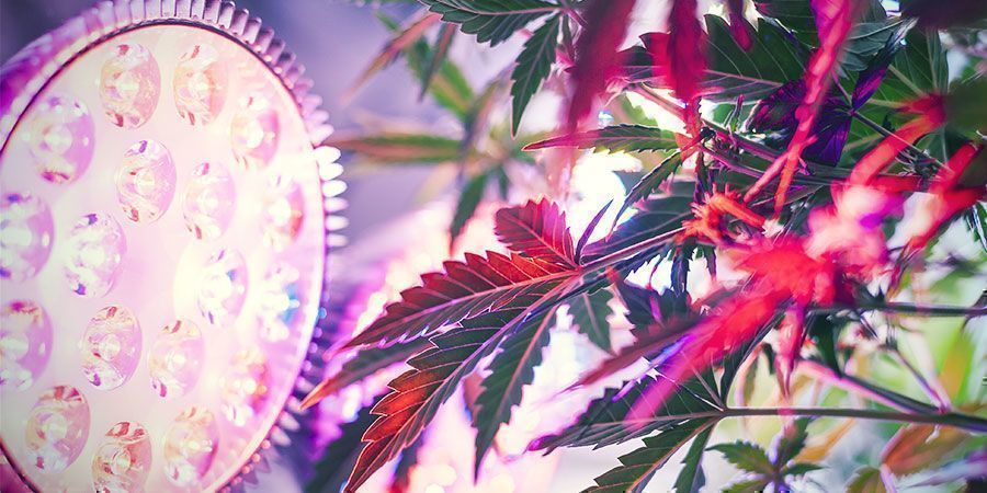 ¿Por Qué Es Importante La Distancia De Las Luces De Cultivo? - Plantas De Marihuana