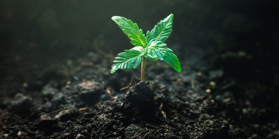 Alimentación De Los Plantones De Cannabis - Cuidar De Los Plantones De Cannabis