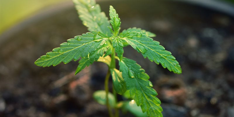 Una Iluminación Adecuada - Cuidar De Los Plantones De Cannabis