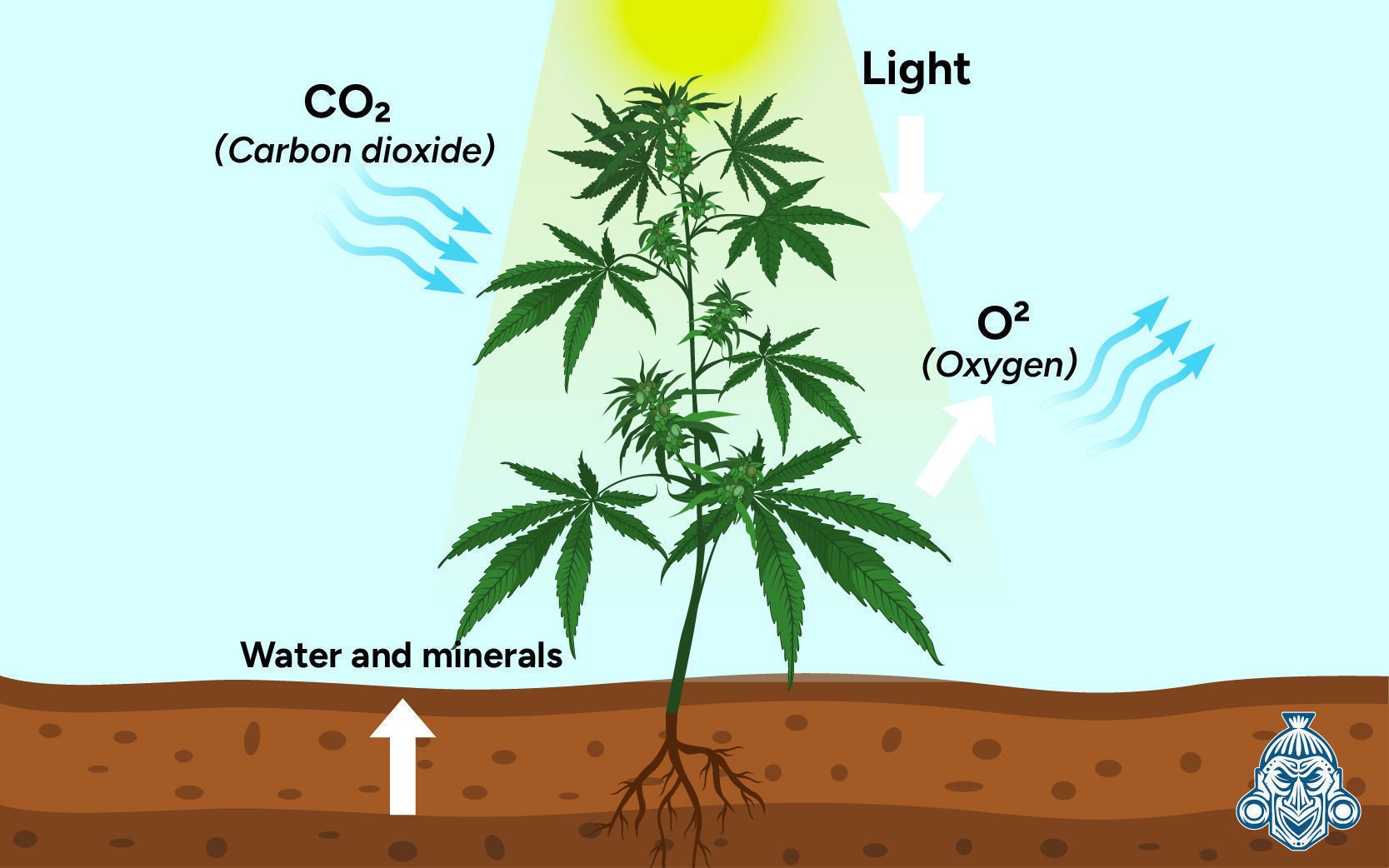 ¿Por Qué Es Importante El Dióxido De Carbono (CO₂) Para Las Plantas De Cannabis?